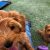 Tired of Tug of War Walks Meet the Leash Thats Changing the Game for Dog Owners