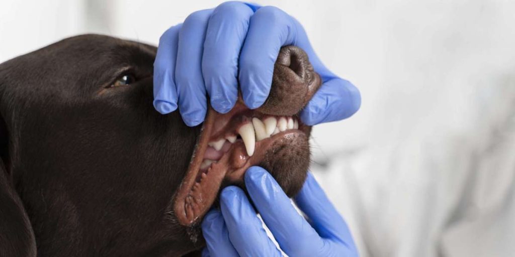 Why Your Pet’s Dental Health Deserves More Attention Than You Think