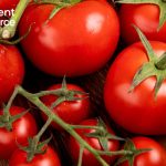Tomato Price Trend