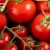 Tomato Price Trend: Market Insights, Analysis, and Forecasts