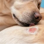 panacur for dogs