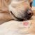 Panacur for Dogs: A Trusted Deworming Treatment