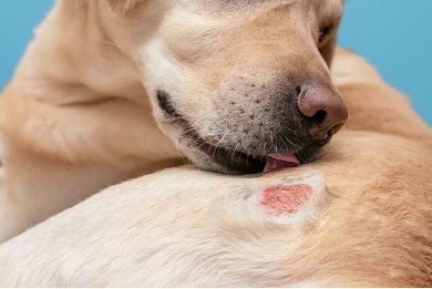 panacur for dogs