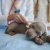 Recognizing and Responding to a Pet Cancer Emergency: What Every Pet Parent Should Know