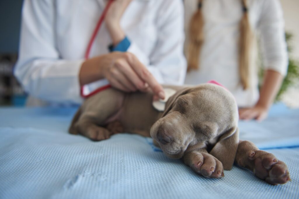 Recognizing and Responding to a Pet Cancer Emergency: What Every Pet Parent Should Know